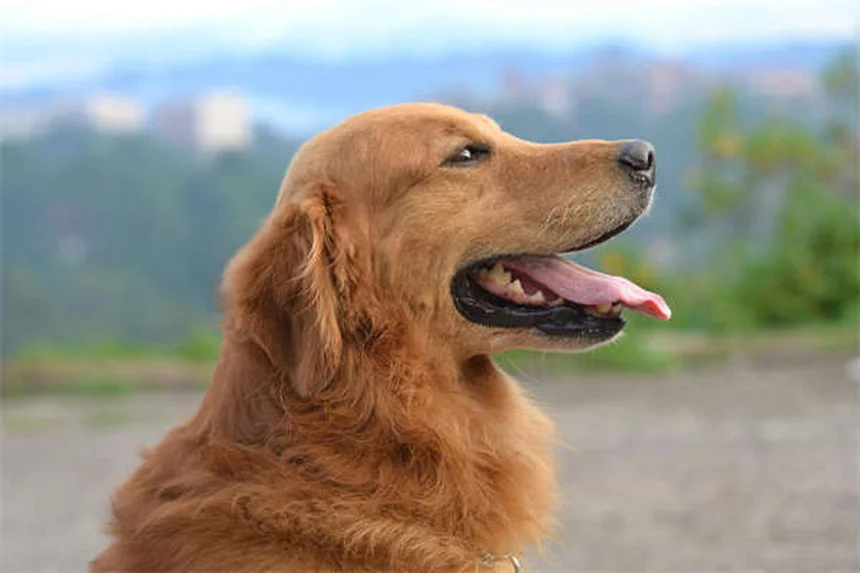 Epilepsia em Cães: Sintomas, Tratamento e Como Ajudar