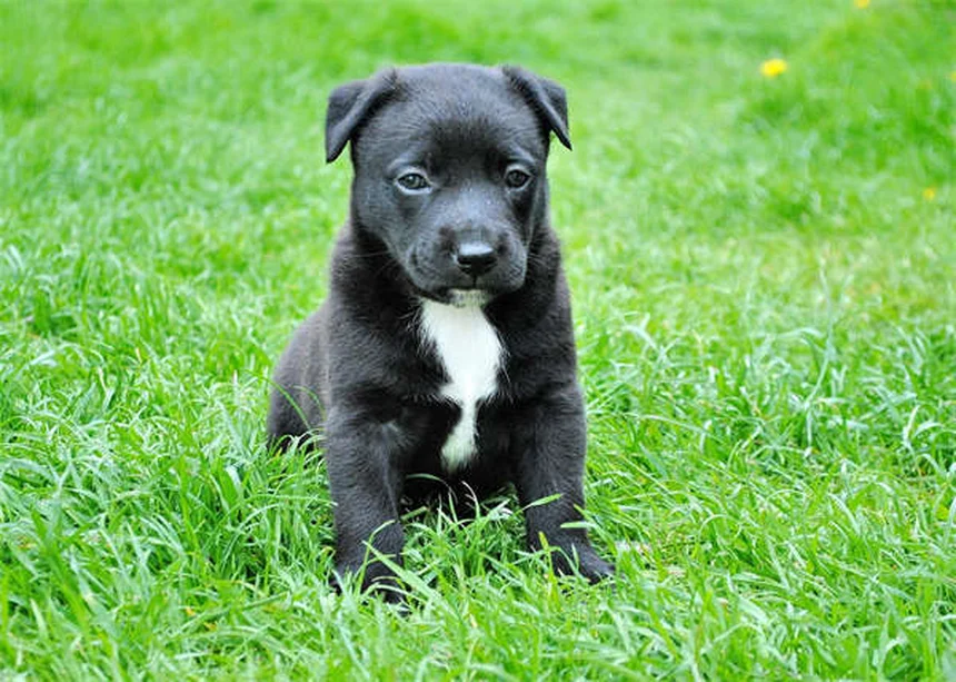 Epilepsia em Cães: Sintomas, Tratamento e Como Ajudar
