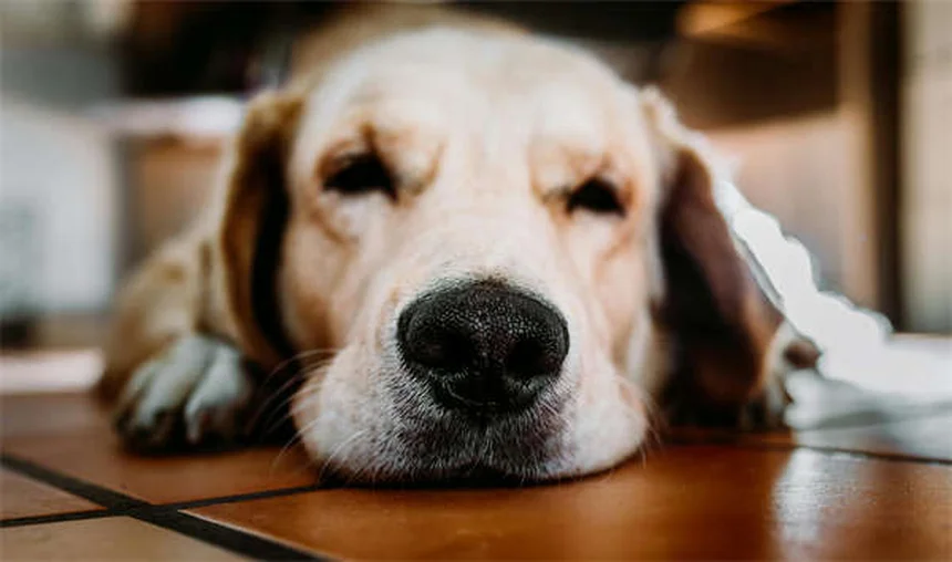 Por que os gatos lambem? 7 motivos fascinantes explicados