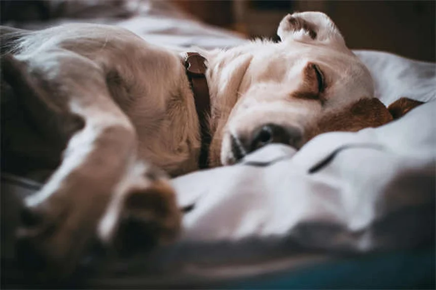 Como parar seu cachorro de fazer xixi em casa: soluções comprovadas