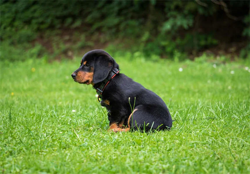 Derrame pleural em cães: sintomas e tratamento que salvam vidas