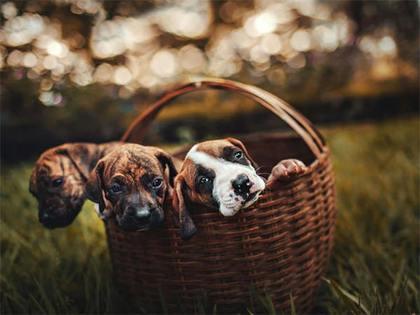Derrame pleural em cães: sintomas e tratamento que salvam vidas