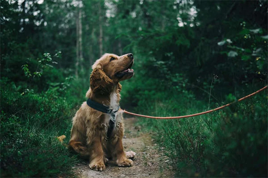 Como acalmar um cão com medo: 5 técnicas comprovadas