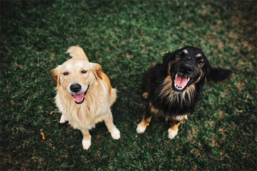 Como Fazer Carícias num Cão Pela Primeira Vez: Guia Completo