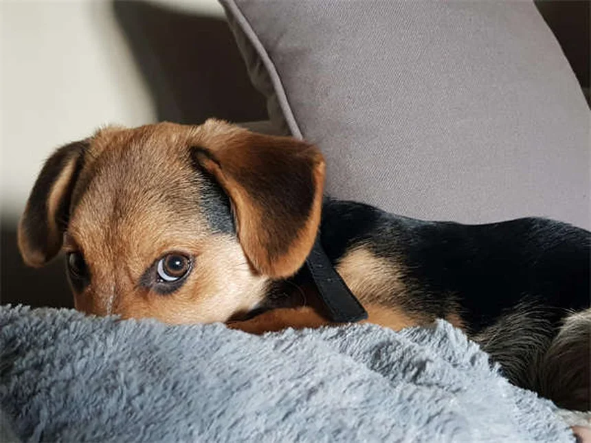 Como Fazer Carícias num Cão Pela Primeira Vez: Guia Completo