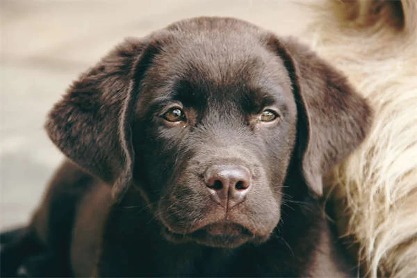 Por que os cães ficam a olhar para nós? 7 razões surpreendentes