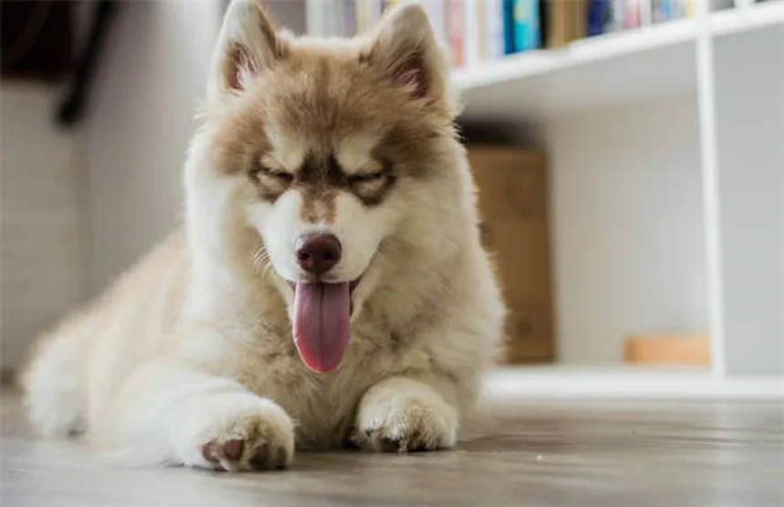 Por que os cães ficam a olhar para nós? 7 razões surpreendentes