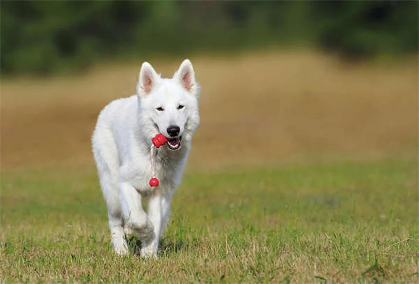 Meu Cachorro Não Come: 7 Razões e Soluções Imediatas