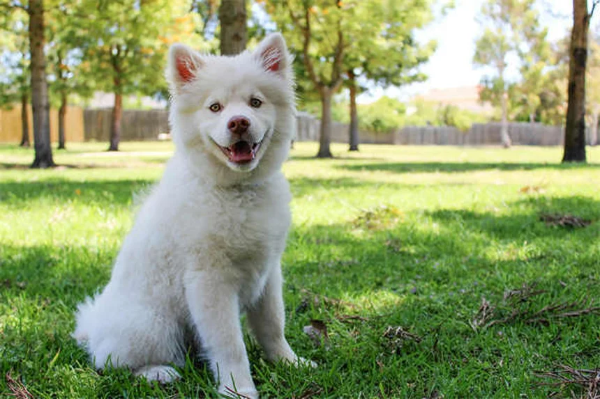 Sucralfato para pets: como proteger o estômago do seu animal