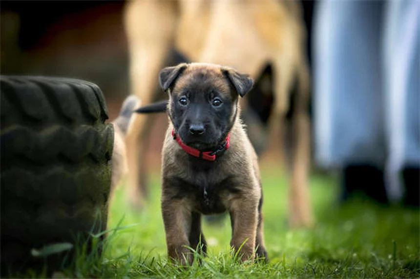 Sucralfato para pets: como proteger o estômago do seu animal