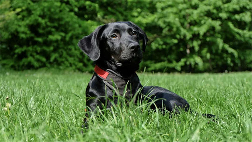 Como ensinar seu cão a dizer "por favor" em 5 passos simples
