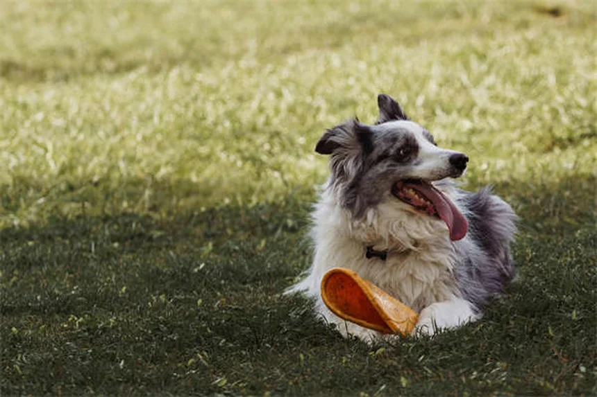 Como ensinar seu cão a dizer "por favor" em 5 passos simples