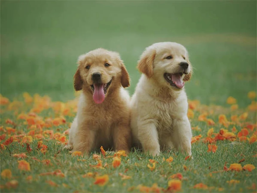 Como Treinar um Cão Idoso: 7 Truques que Funcionam!