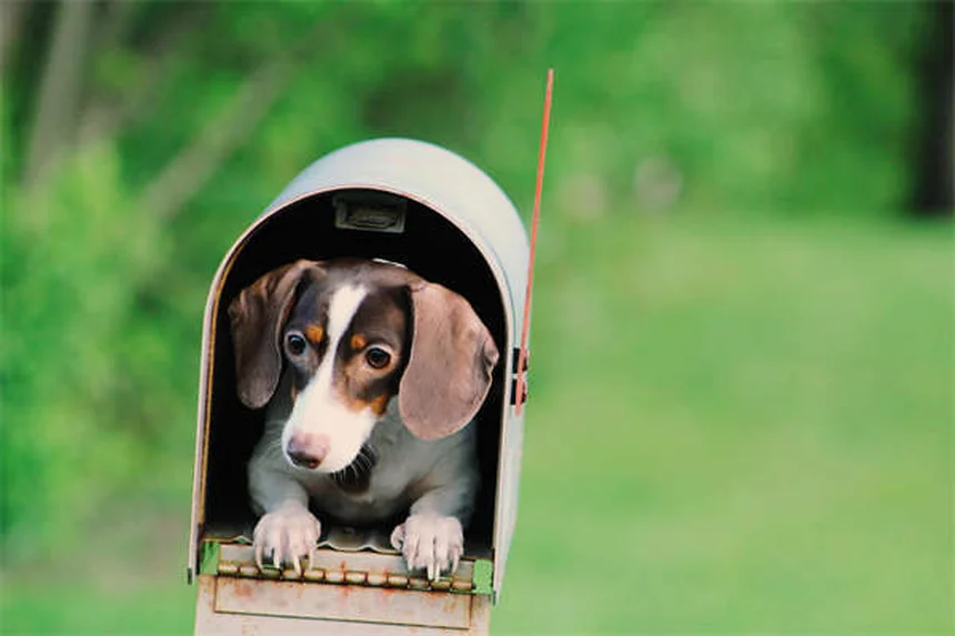 6 Comportamentos de Filhotes Explicados: O Que Seu Cachorrinho Quer Dizer