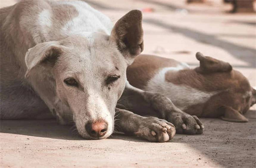 Como dar remédio para gato ou cachorro: 5 truques infalíveis