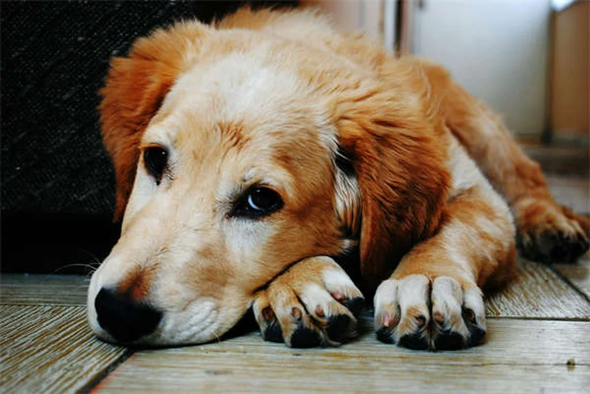 Como dar remédio para gato ou cachorro: 5 truques infalíveis