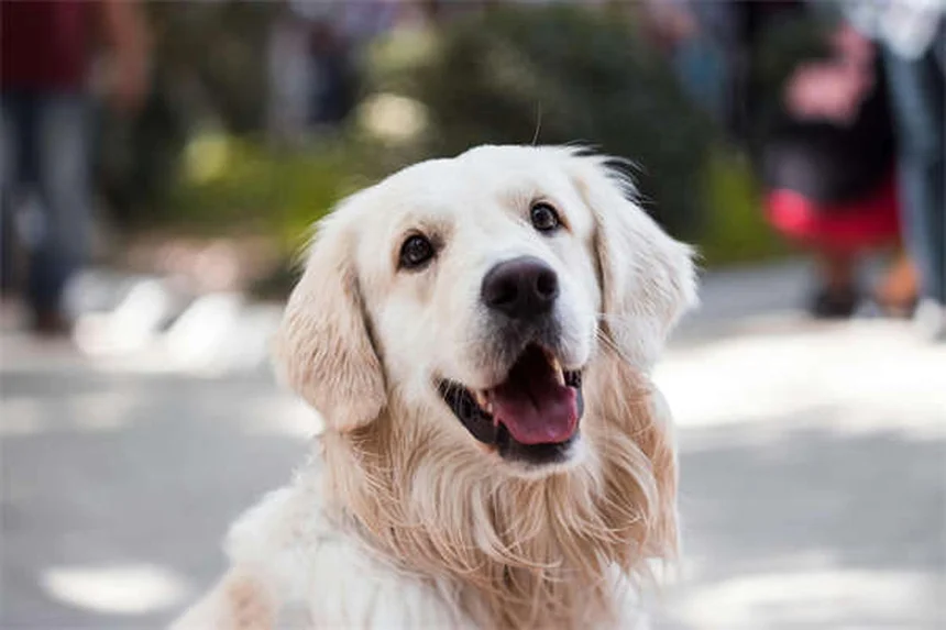 Imodium para cães: posso dar e qual a dose segura?