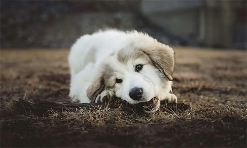 Narcolepsia em Cães: Sintomas, Tratamento e Como Lidar