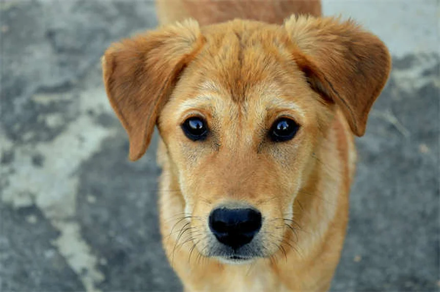 5 Tipos de Personalidade Felina: Descubra Qual é o Seu Gato
