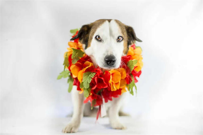 5 exercícios de alongamento para cães idosos que vão revolucionar a mobilidade do seu pet