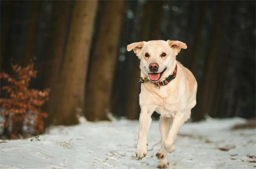 Perda auditiva em cães idosos: como identificar e ajudar seu amigo