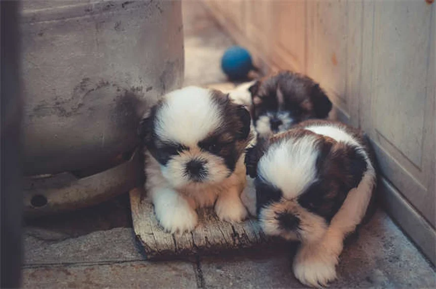 Como Verificar Seu Cão Para Carrapatos: Guia Completo Para Donos de Pets