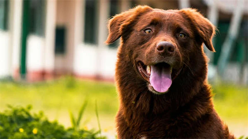 Alergias em pets: 6 causas comuns e como resolver