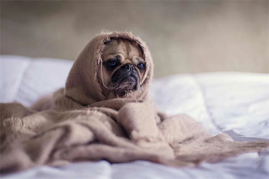 Como a personalidade do dono influencia o comportamento do cão?