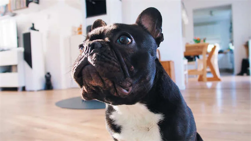 Como a personalidade do dono influencia o comportamento do cão?