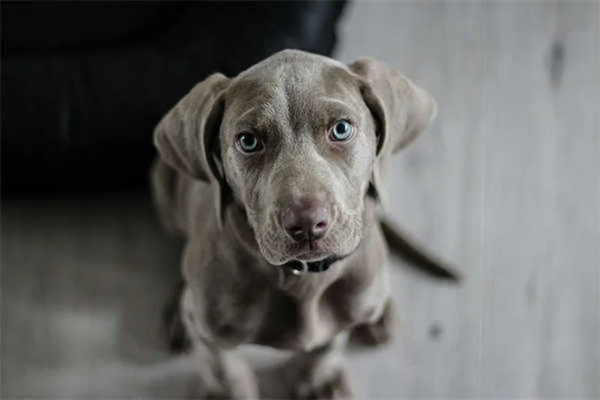 Cães com 3 patas: como cuidar do seu tripé para uma vida longa e feliz