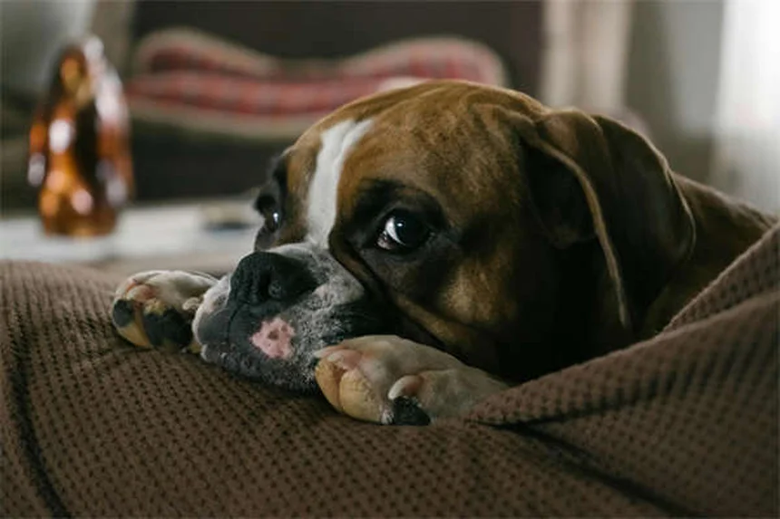Os 10 cães pequenos mais adoráveis para apartamento em Portugal