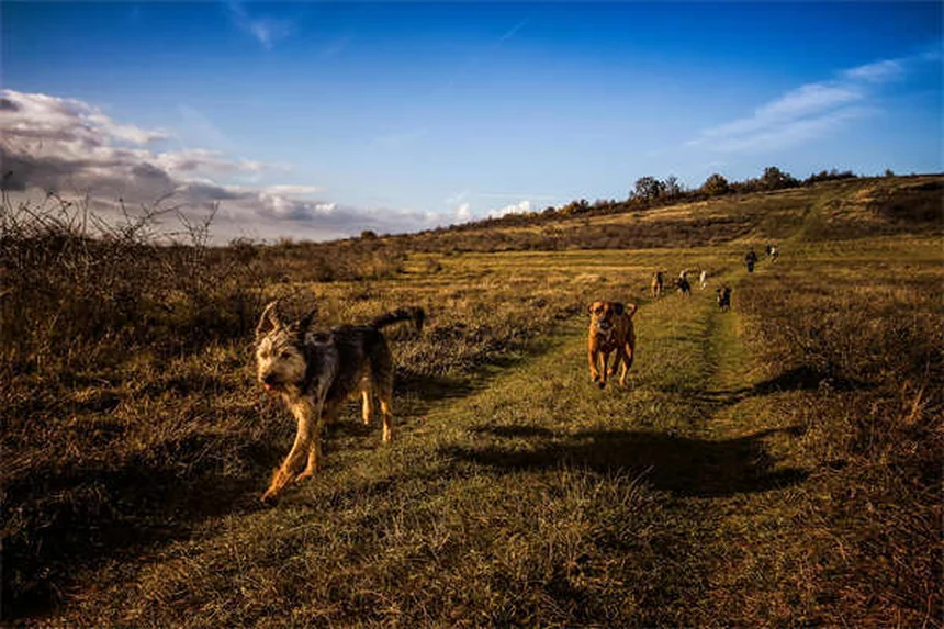 20 Raças de Cães Raros Que Você Precisa Conhecer em 2024