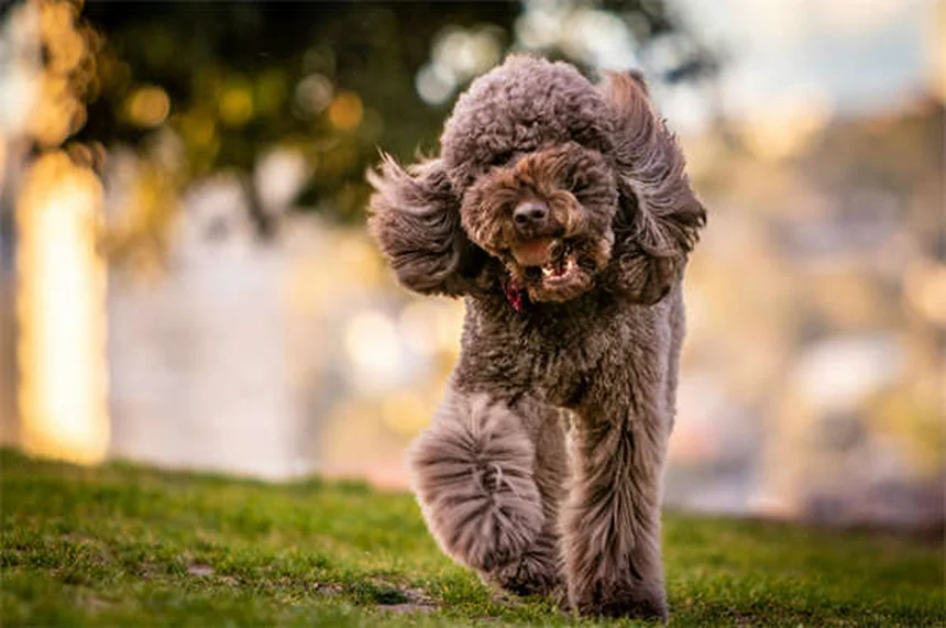 20 Raças de Cães Raros Que Você Precisa Conhecer em 2024