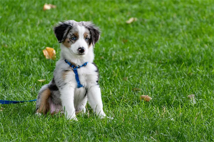 20 Raças de Cães Raros Que Você Precisa Conhecer em 2024