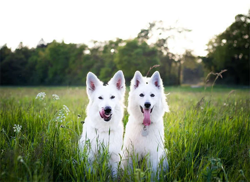 Desidratação em Cães: Sinais, Causas e Como Prevenir
