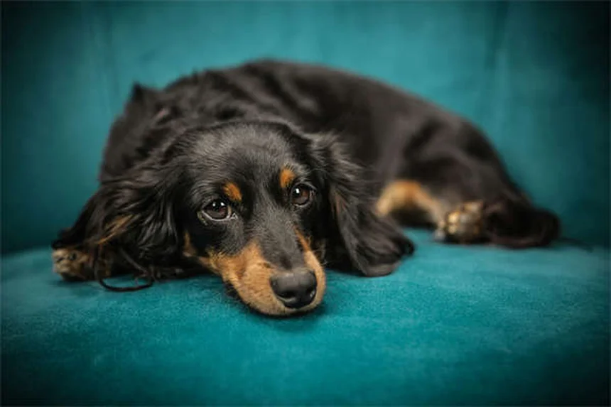Como fazer seu cachorrinho dormir a noite toda: 5 dicas infalíveis