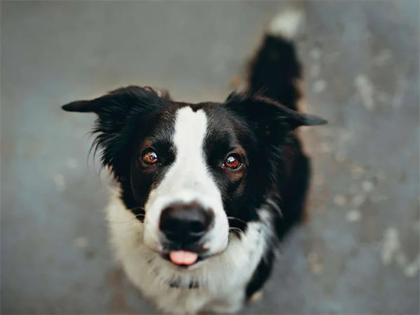 Carrapatos em cães: como proteger seu pet desses parasitas perigosos