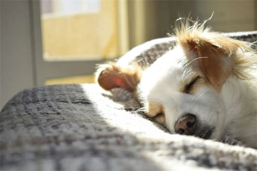 Carrapatos em cães: como proteger seu pet desses parasitas perigosos