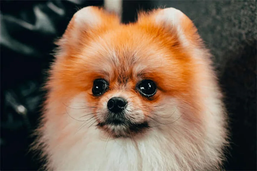 Carrapatos em cães: como proteger seu pet desses parasitas perigosos