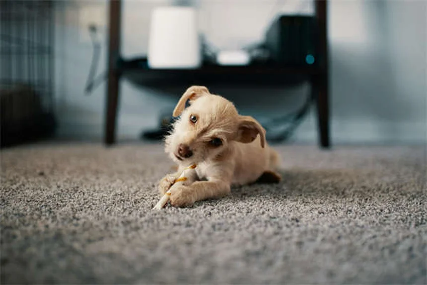 Como funciona o cérebro dos cães? Descubra os segredos da mente canina