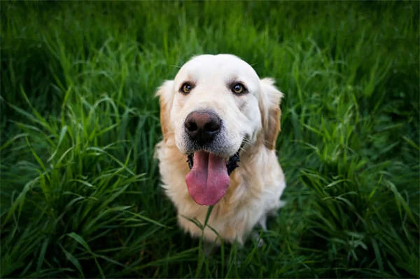 Por que o estômago do meu cachorro faz barulho? Descubra as causas!