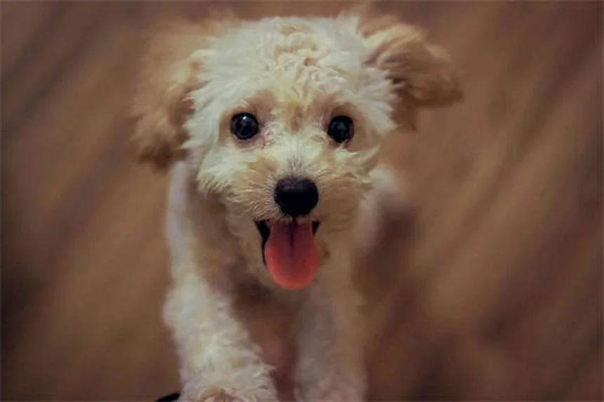 Por que o estômago do meu cachorro faz barulho? Descubra as causas!